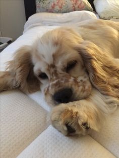 a close up of a dog laying on a bed with its paw in the air