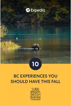 an elephant wading in the water with text reading bc experiences you should have this fall