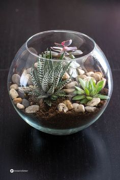 a glass bowl filled with plants and rocks