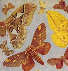 an image of butterflies and moths on the ground