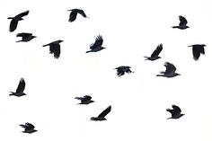 a flock of birds flying through the sky