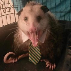 an oposs is wearing a tie and sticking its tongue out