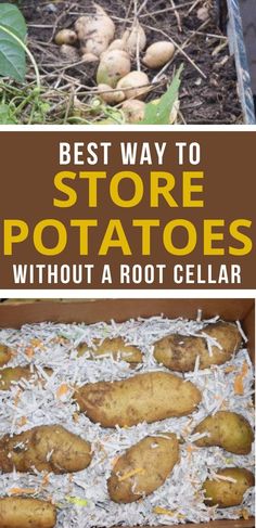 the best way to store potatoes without a root cellar is by growing them in their own garden