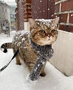 a cat is walking in the snow with a scarf around it's neck and collar