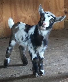 a black and white baby goat standing on top of a wooden floor