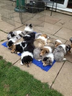 a group of puppies are laying on a blue mat