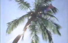 the top of a palm tree against a blue sky with sun shining down on it