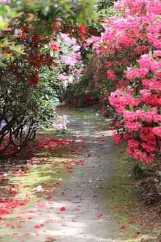 the path is lined with pink and red flowers