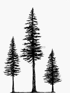 three pine trees are shown in this black and white photo, with one tree on the left side