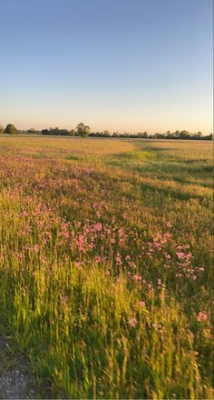 an empty road in the middle of a field with wildflowers and trees on either side