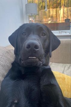 a large black dog sitting on top of a couch