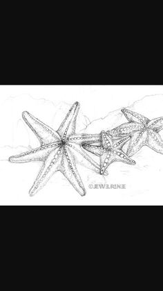 three starfishs are shown in this drawing