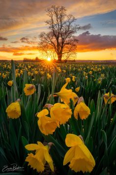 the sun is setting over a field full of yellow daffodils in front of a tree