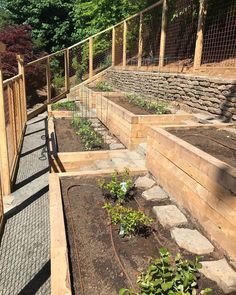 several wooden raised beds with plants growing in them