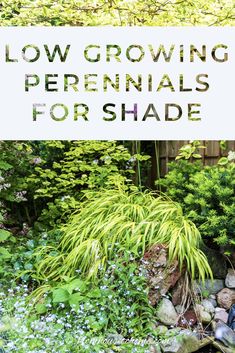 low growing perennials for shade in the garden with text overlay that reads low growing perennials for shade