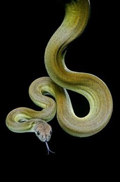 a large yellow snake is curled up and ready to strike it's prey with its mouth