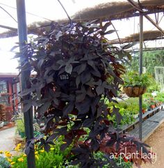 an outdoor garden with lots of plants and flowers in the background, under a covered area