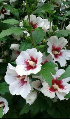 several white and red flowers with green leaves