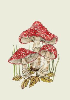 three red mushrooms sitting on top of green leaves and grass in front of a white background