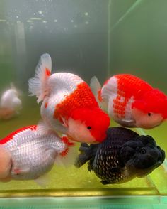 two red and white fish in an aquarium