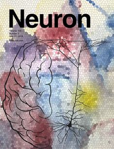 the cover of neuron magazine, featuring an image of a human head and brain