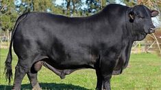 a large black cow standing on top of a lush green field