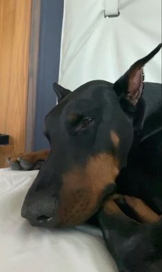 a black and brown dog laying on top of a bed