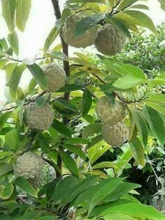 the fruit is growing on the tree outside