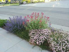 some pink and purple flowers on the side of a road