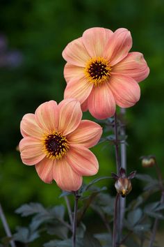 two pink flowers with yellow centers in front of green foliage