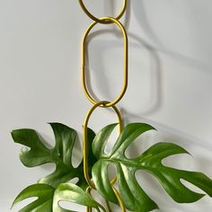 a green plant hanging from a gold chain on a white wall next to a potted plant