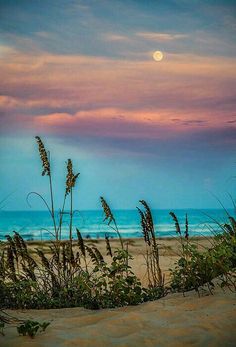 the sun is setting over the beach with sea oats in the foreground and pink clouds in the background