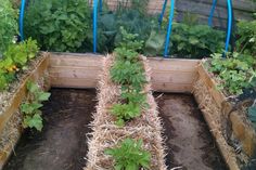 a garden filled with lots of different types of plants