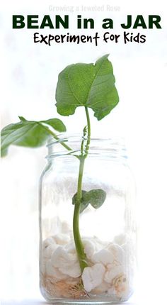 a plant in a glass jar filled with rocks