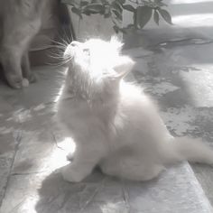 a white cat sitting on top of a tile floor next to a potted plant