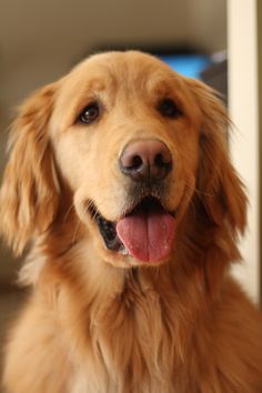 a close up of a dog with its tongue out