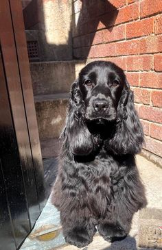 a black dog sitting on the ground next to a brick wall with its front paws up