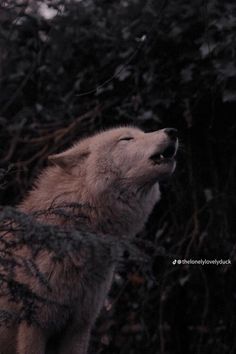 a wolf is looking up at the sky