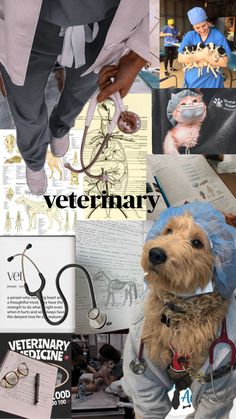 collage of veterinary images with dog in scrubs and stethoscope