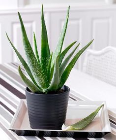 a potted aloem sitting on top of a white plate