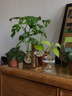 several houseplants are sitting on a dresser in front of a framed photograph and photos