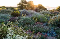 the sun shines brightly through the trees and bushes in this garden filled with flowers