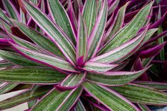 purple and green plant with white stripes on it