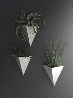 two white planters with air plants hanging on the wall in front of a gray wall