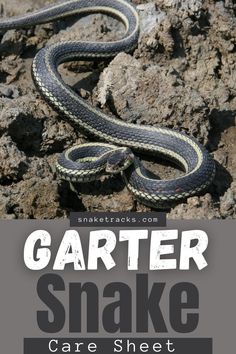 an image of a snake that is on the rocks with text reading garter snake care sheet