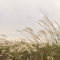 tall grass blowing in the wind on a cloudy day