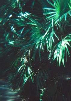 the green leaves of a pine tree are shining in the light from the sun's rays