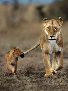 a lion and its cub are walking in the wild together, one is holding on to the other's tail