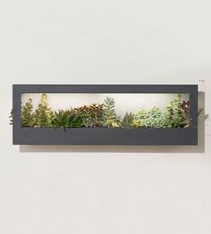 a wall mounted planter filled with lots of different types of plants and foliages