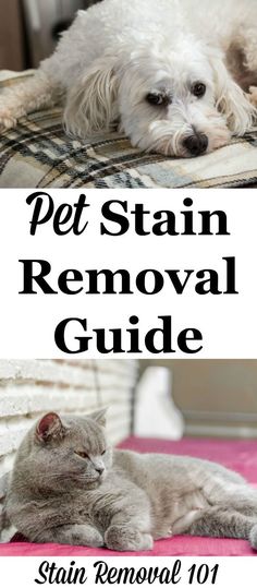 a dog and cat laying on top of a bed next to each other with the words pet stain removal guide